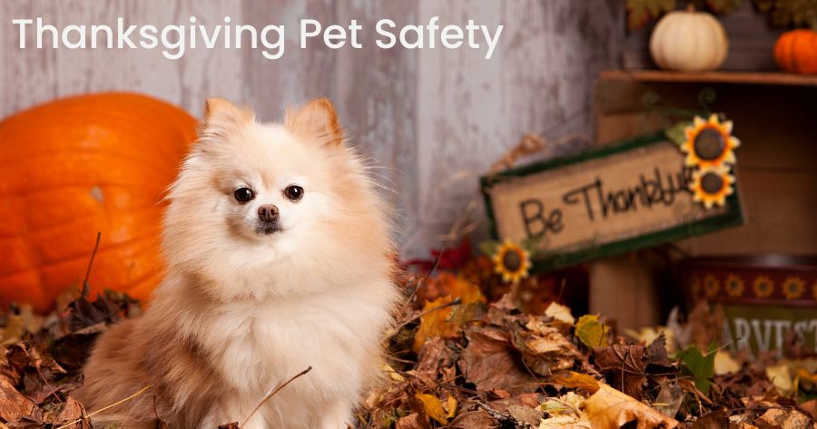 Thanksgiving Pet Safety Tips