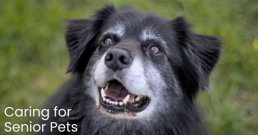 Celebrating Our Senior Pets