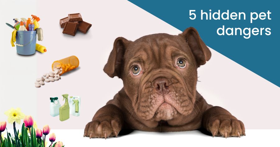 The Usual Suspects of Pet Poisoning