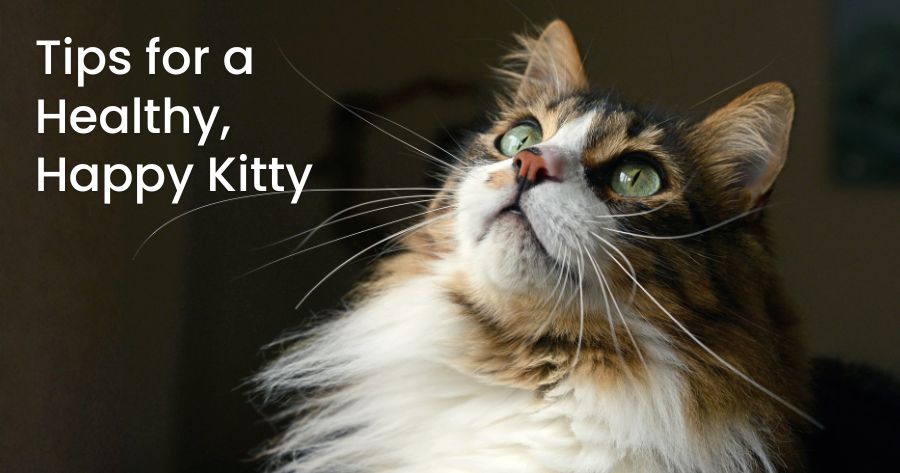 Celebrate National Cat Health Month