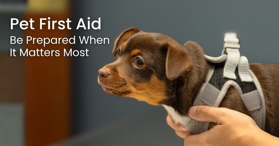 Pet First Aid 101