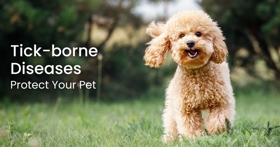 Tick-Borne Diseases in Pets