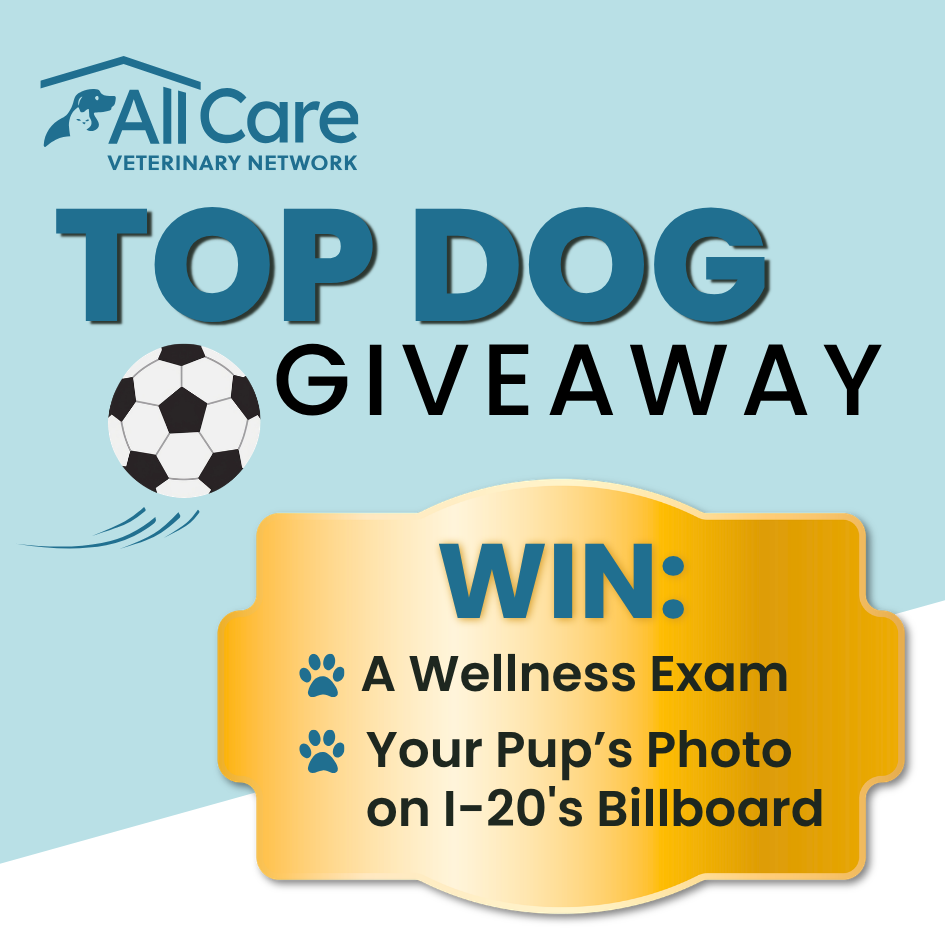 Win a free exam
