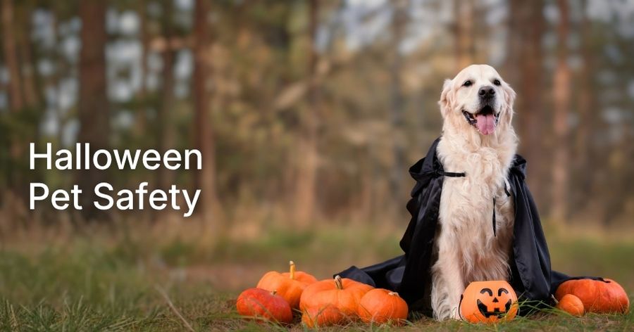 Halloween Pet Safety