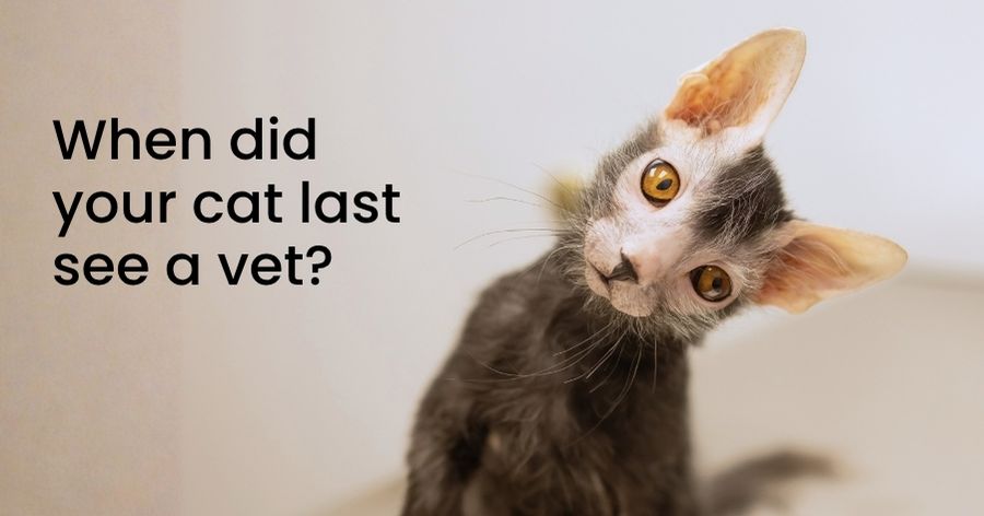 The Importance of Cat Vet Visits: Why Your Cat Needs Regular Exams