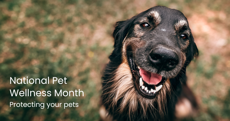 Preventive Care for Pet Wellness Month