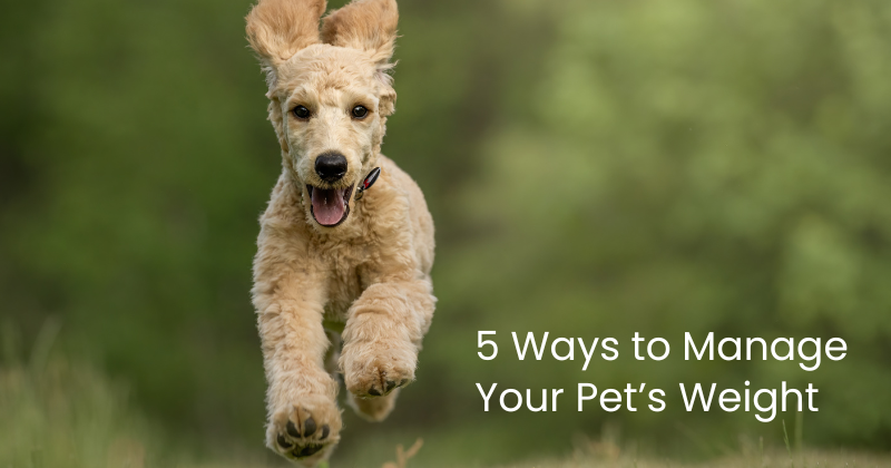 Don’t Let Your Furry Friend Get Weighed Down