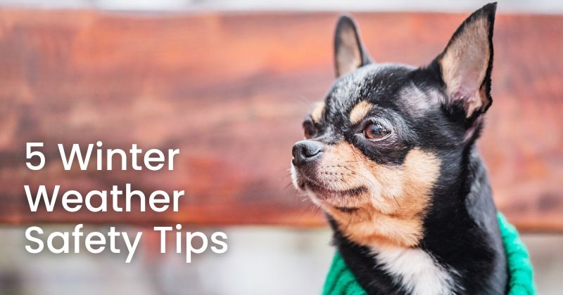 Winter Weather Safety Tips for Pets