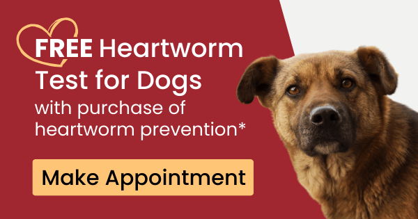 Free Heartworm Test for Dogs