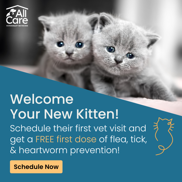 Kitten Vet Care - free first dose!