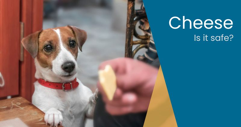 Can Dogs Eat Cheese? Is All Cheese Safe?