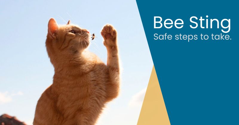 Cat Stung by a Bee: What to Do Next