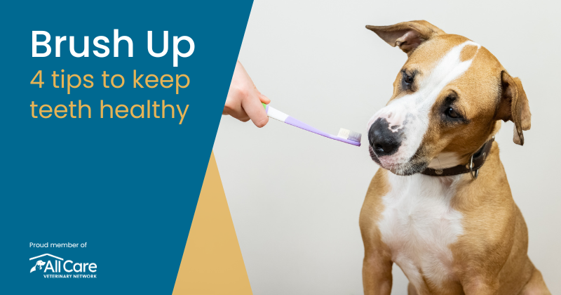 Brush Up on Your Pet’s Dental Health