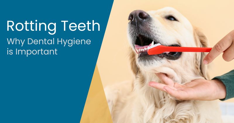 Dog Teeth Rotting: Why They Need Dental Treatments