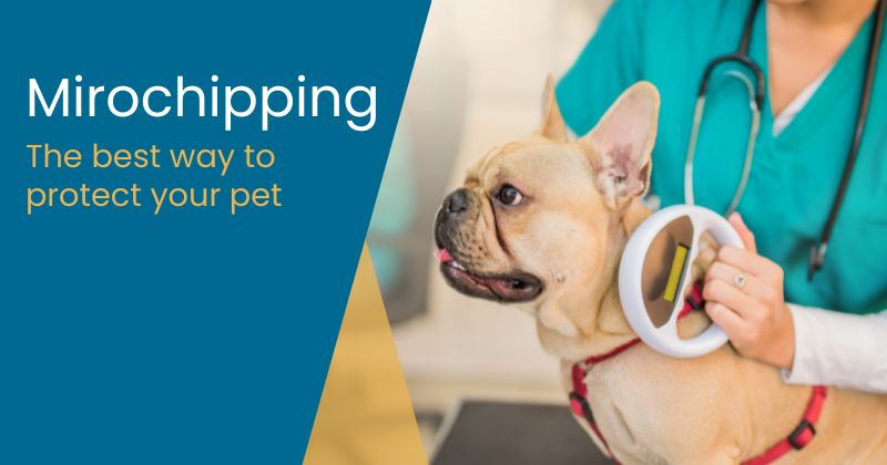 The Importance of Pet Microchipping