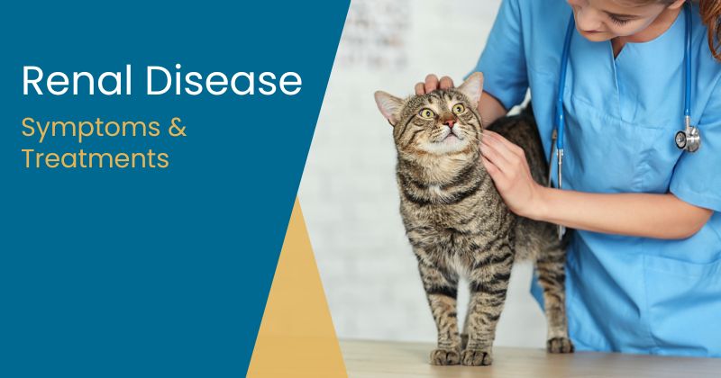 Renal Disease in Cats: Symptoms and Treatment