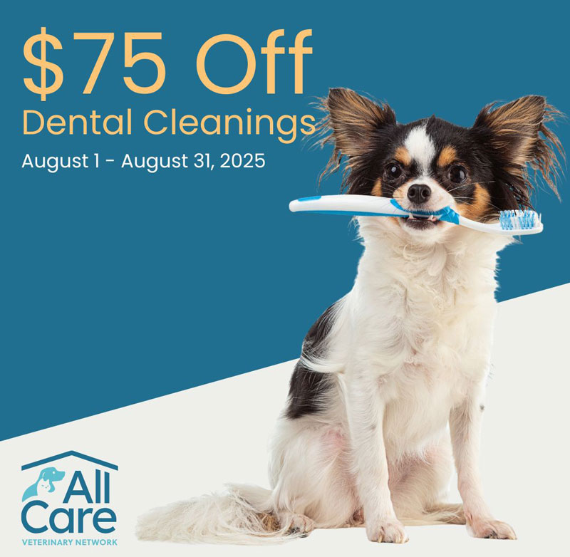 $75 off pet dental cleanings in August