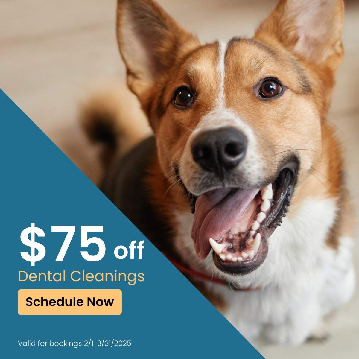 Sve $75 on dental cleanings for your pet