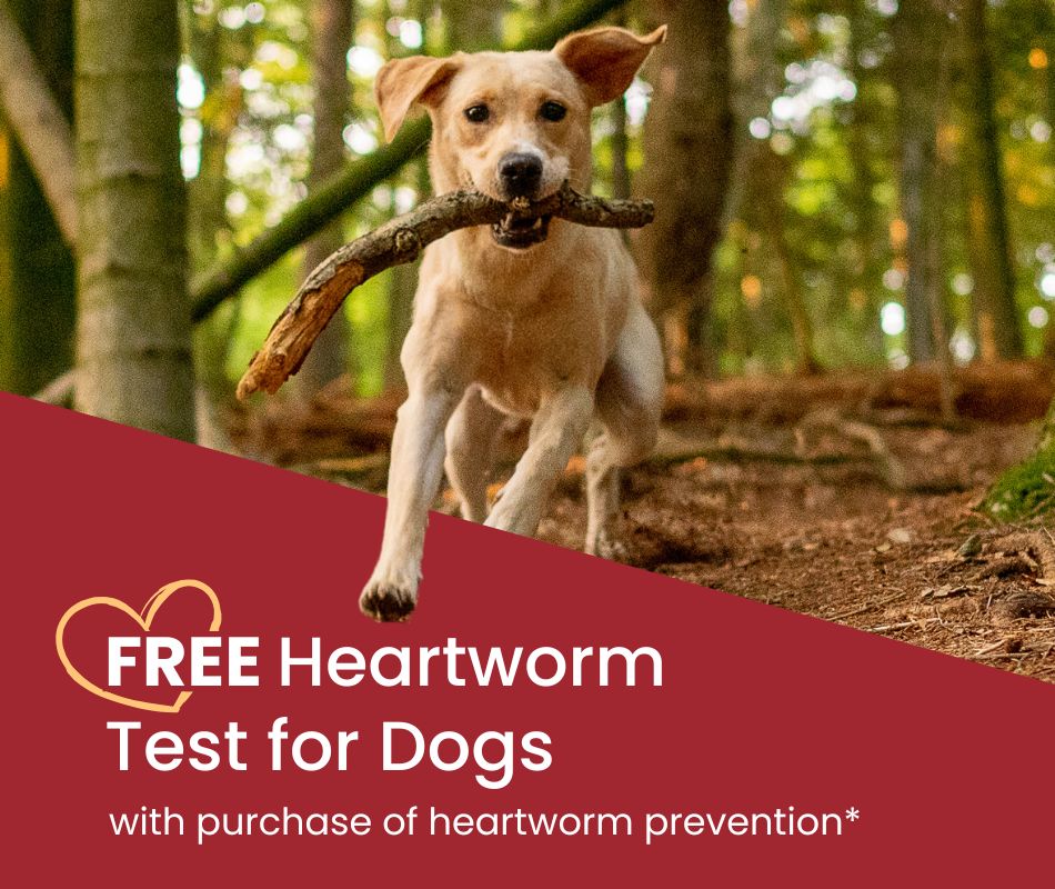 Heartworm Special for Dogs